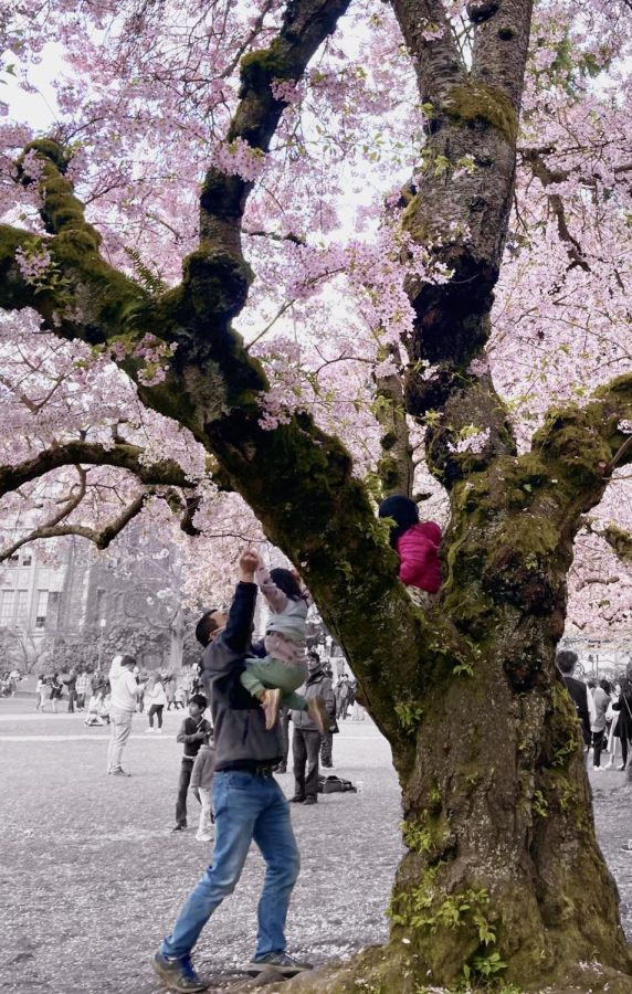 Cherry and Blossom