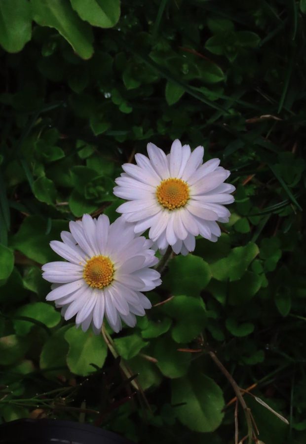 Dim Daisies