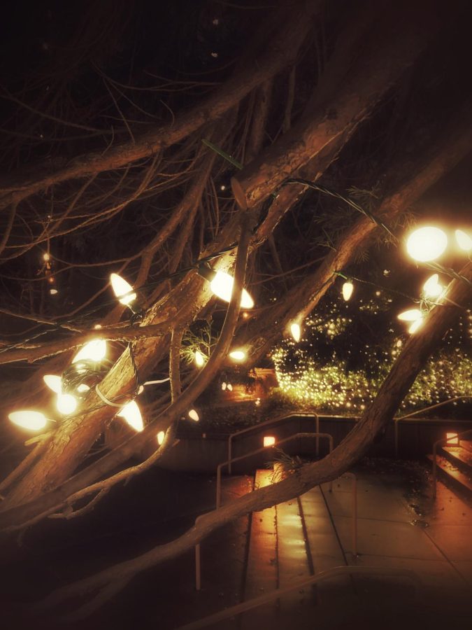 Lights in Tree