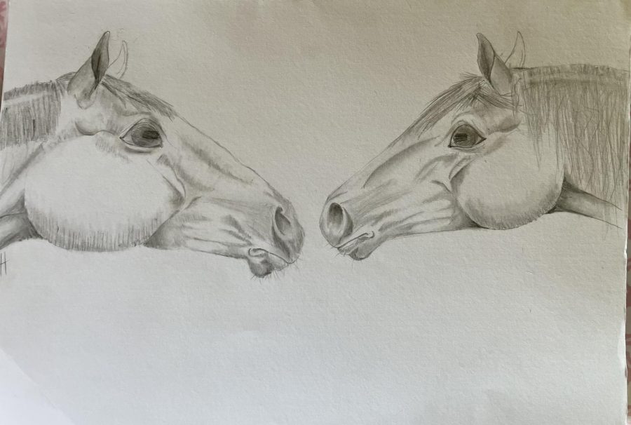 Horses