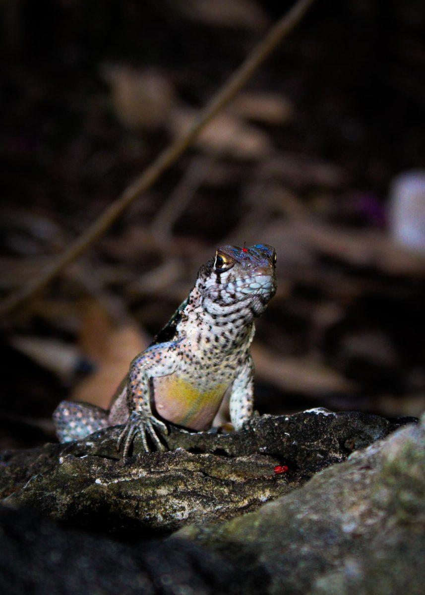 Curly Tailed Lizard