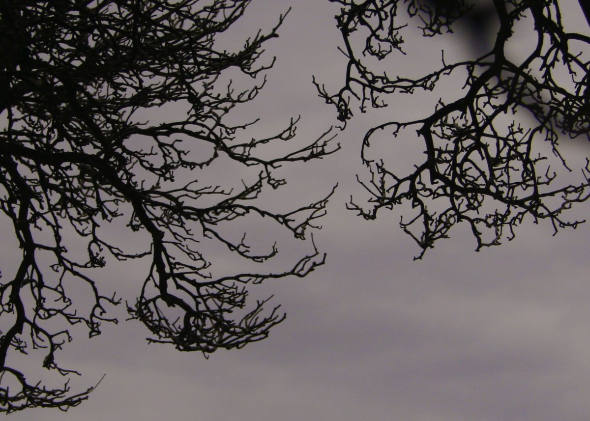 Veins of the Trees