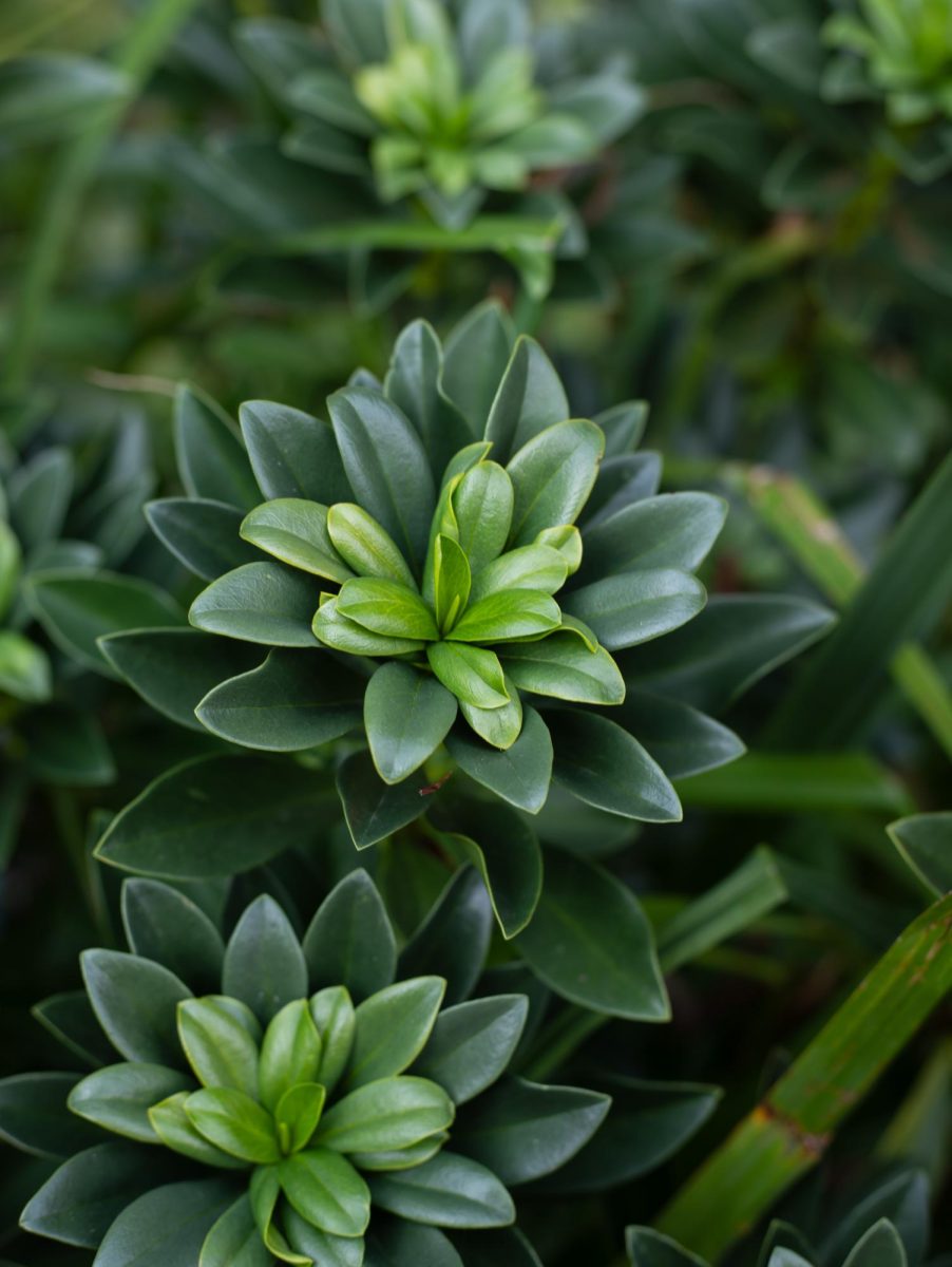 Succulents
