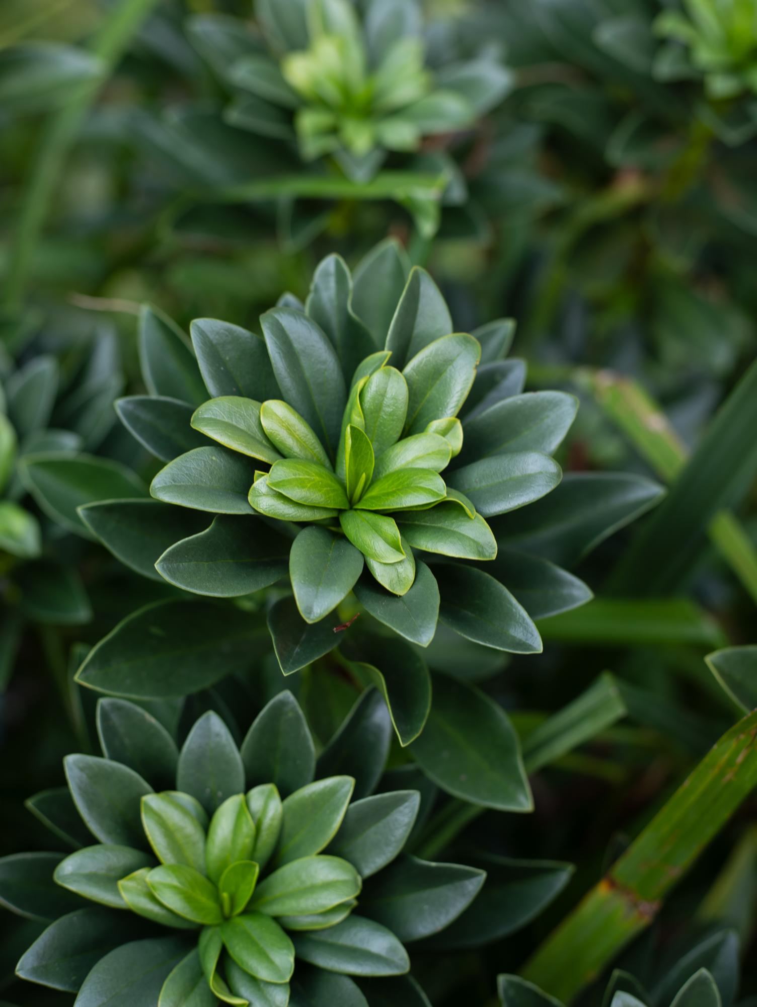 Succulents