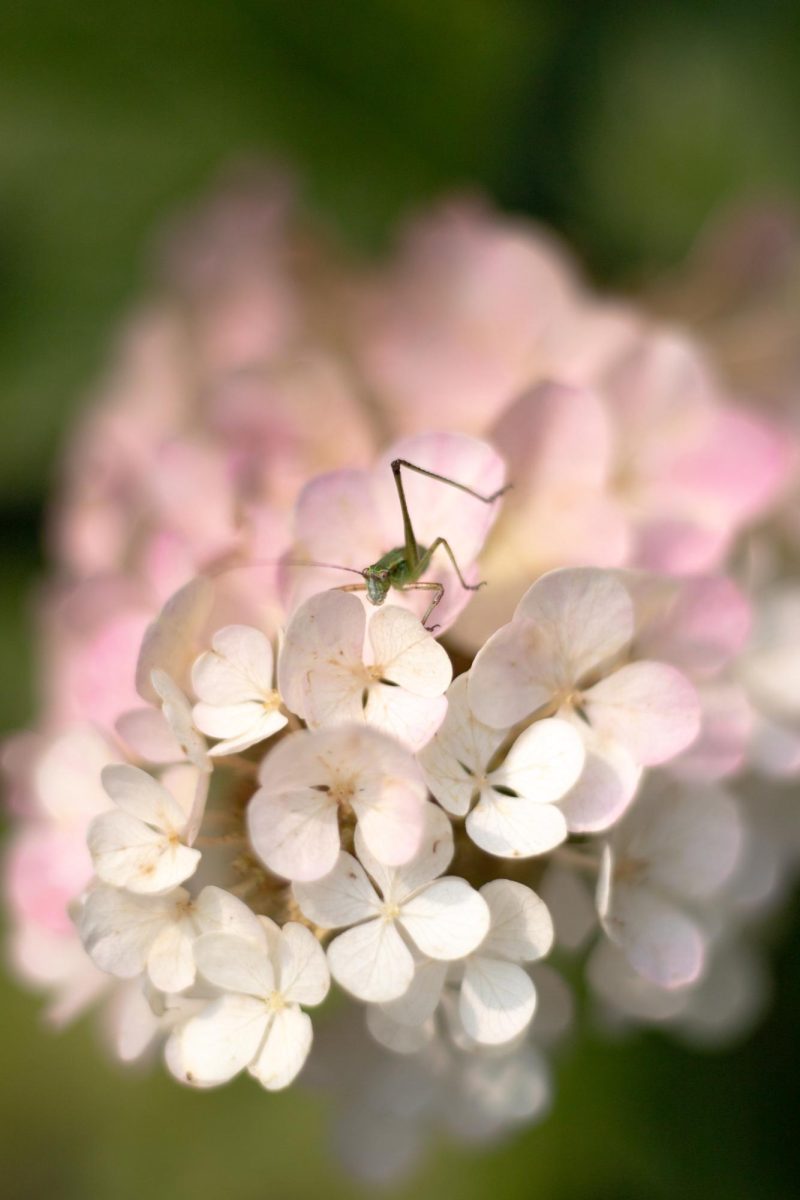Grasshopper