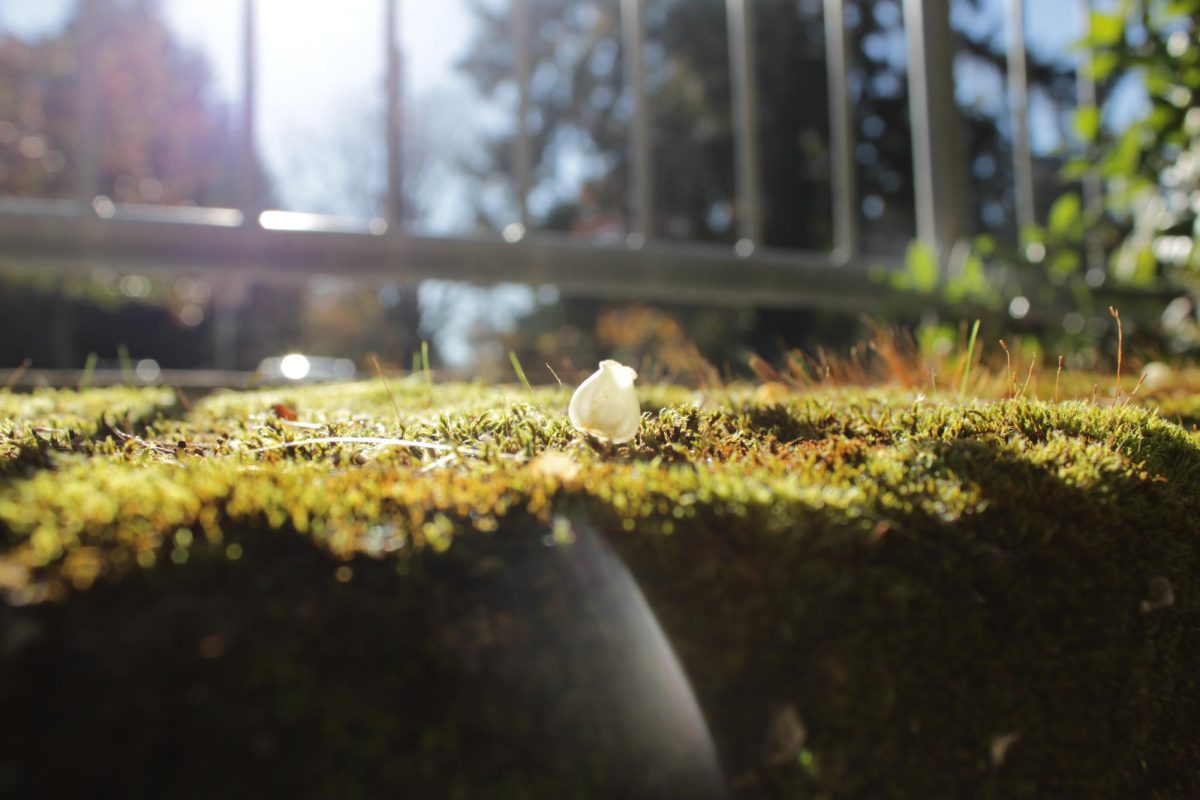 Regrowth